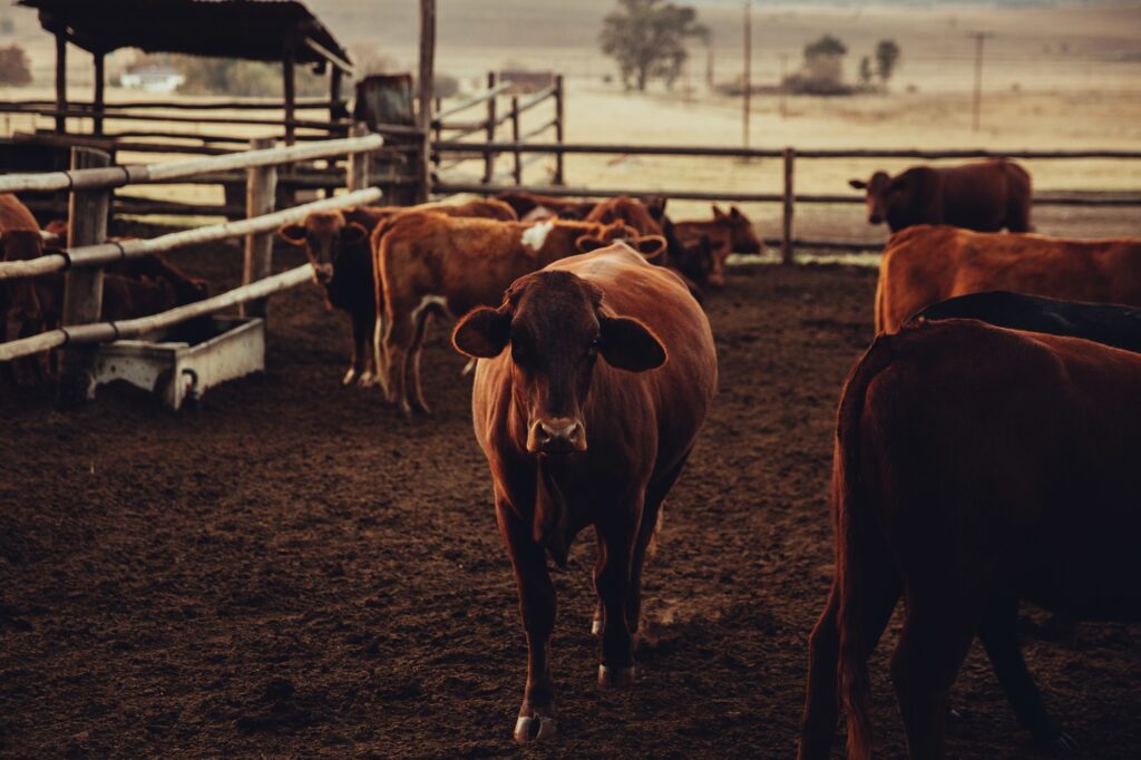 cattle ranch